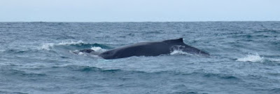 Húsavík, North Sailing, avistamiento de ballena, Islandia, Iceland.