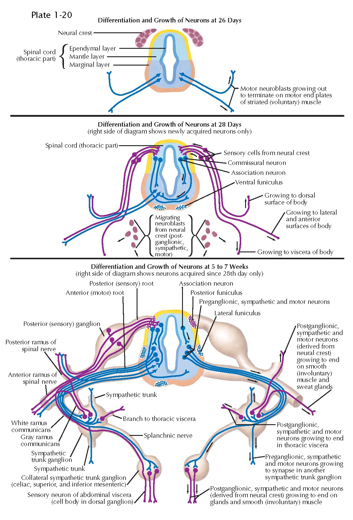 CIRCUIT FORMATION IN THE SPINAL CORD