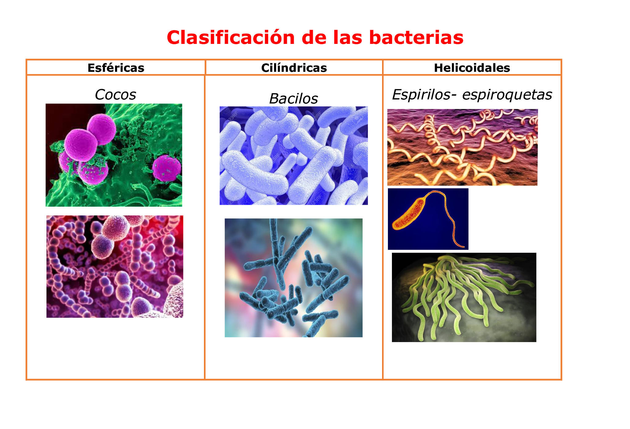 Seres Vivos Bacterias