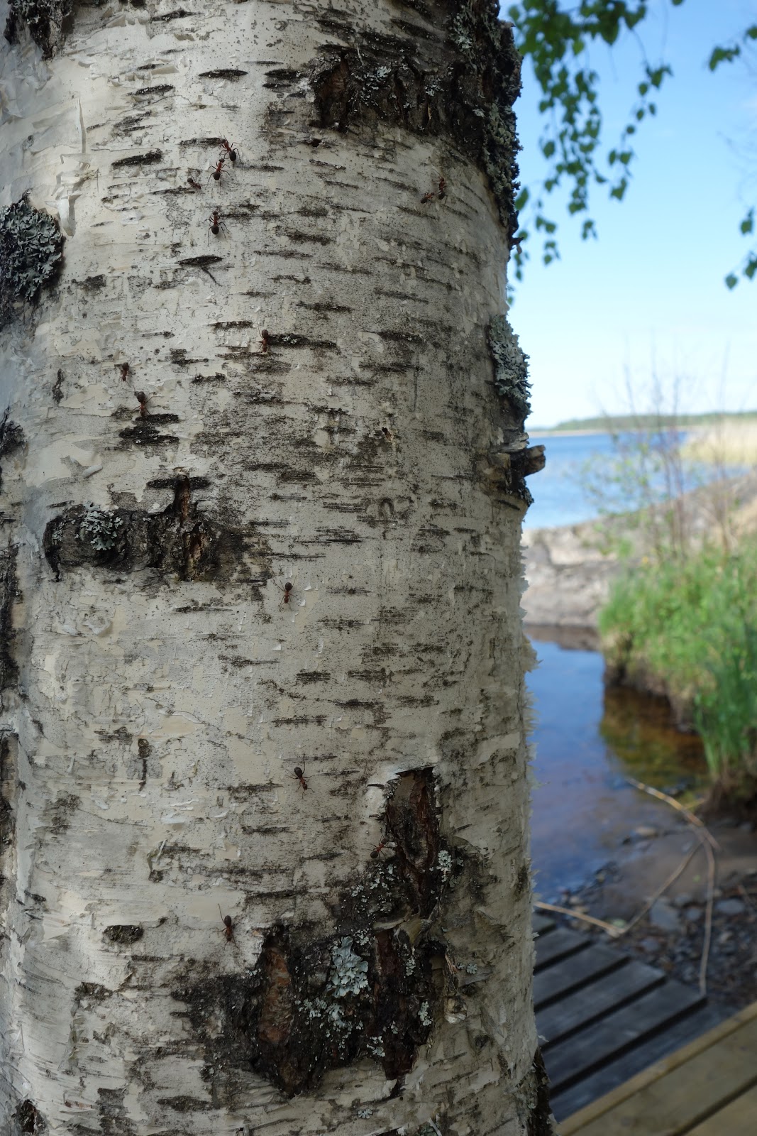 Finland from a Teacher's Perspective: A Finnish Summer Cottage, a.k.a ...