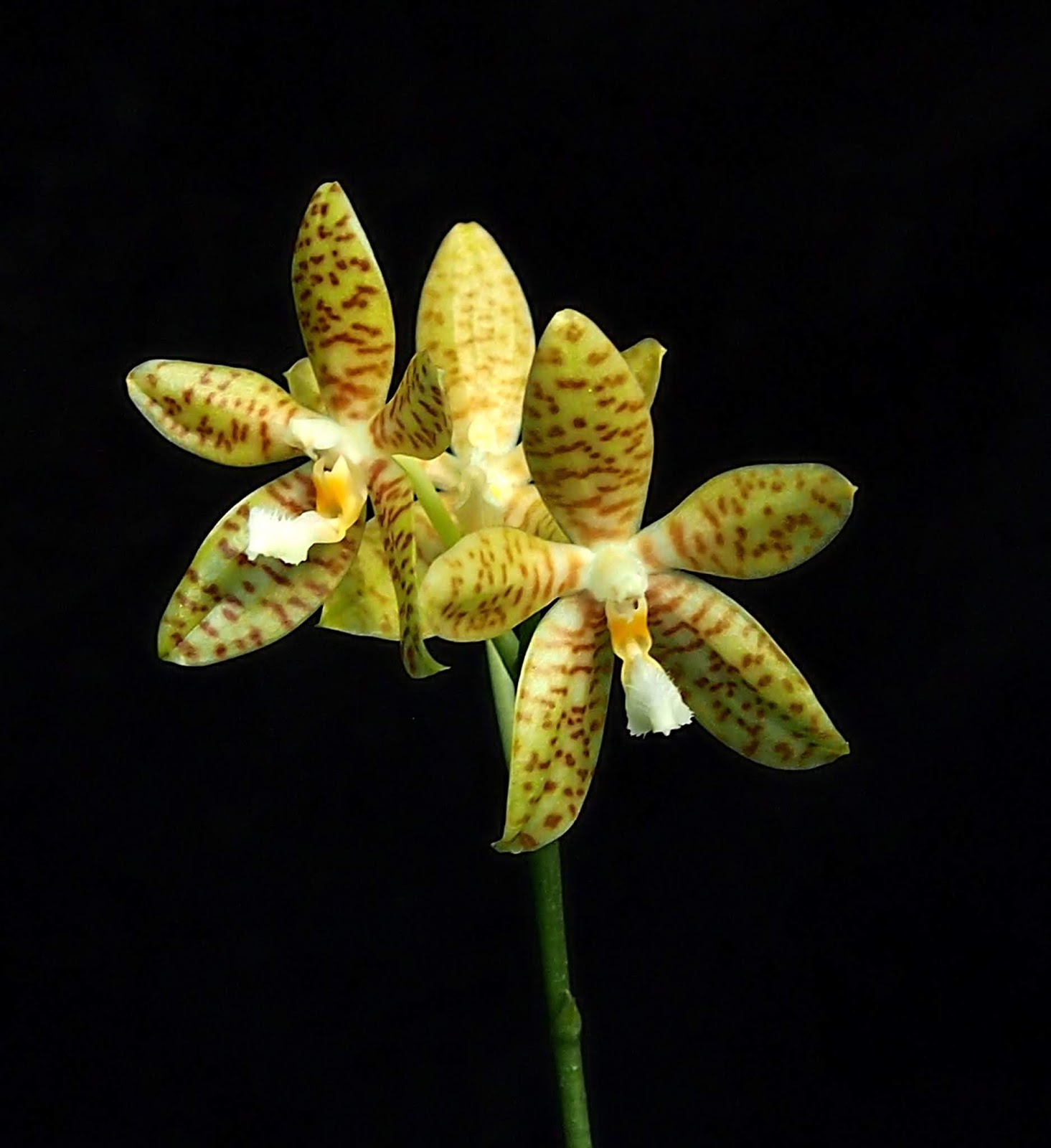 Phalaenopsis%2Bpallens.JPG