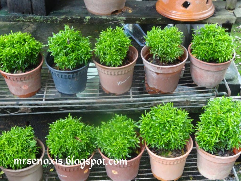 Me as MrsEnoxis Plant Nursery Bangi