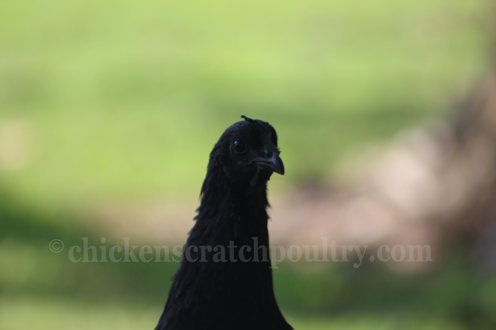 Chicken Scratch Poultry Pullets Available For Shipping