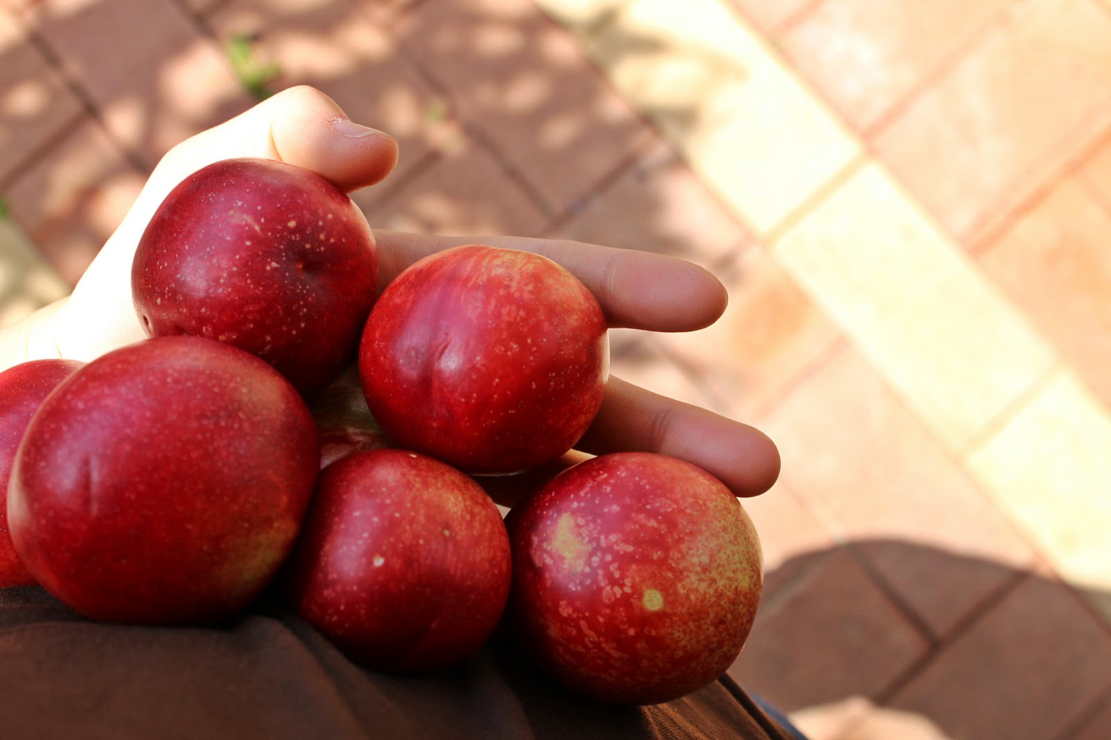 a brewing mind freshpicked nectarines