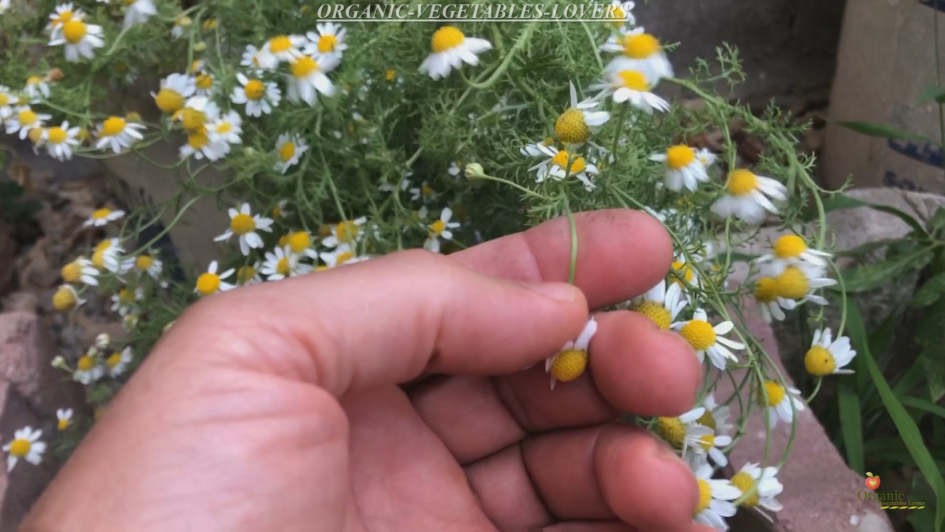 How to Harvest Chamomile Flowers Growing Organic Vegetables