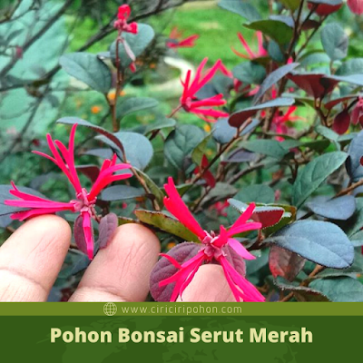 Ciri Ciri Pohon Bonsai Serut Merah