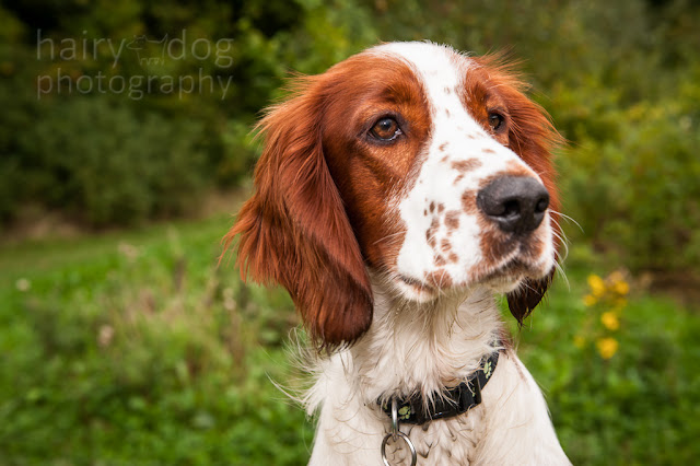 Aberdeen dog photographer, Jamie Emerson of Hairy Dog, welsh springer