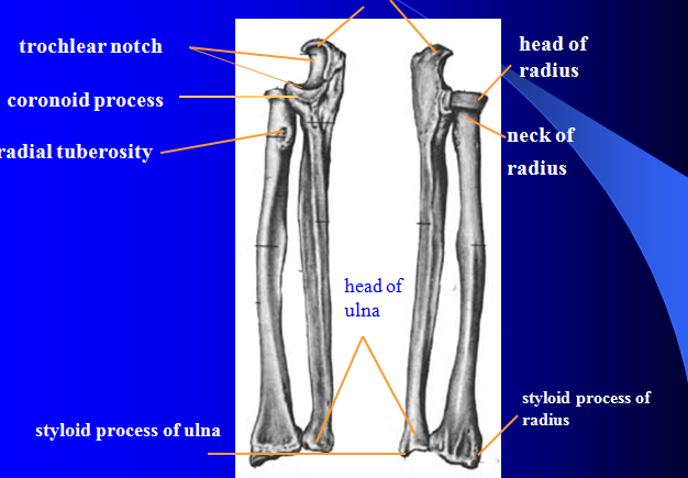 MBBS Medicine (Humanity First): Bones of Limbs