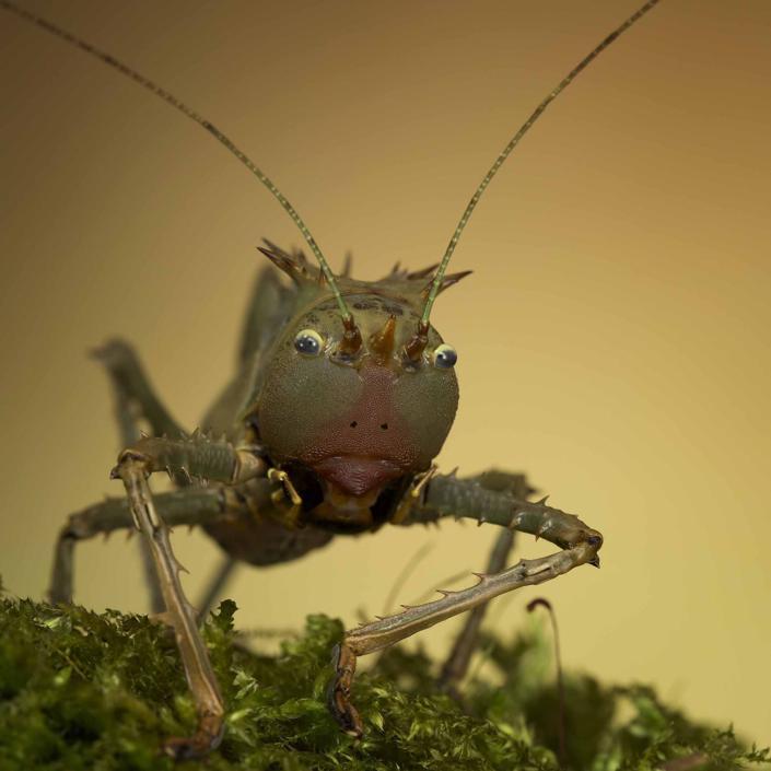 Gli alieni e gli insetti | Polvere di Stelle Blog