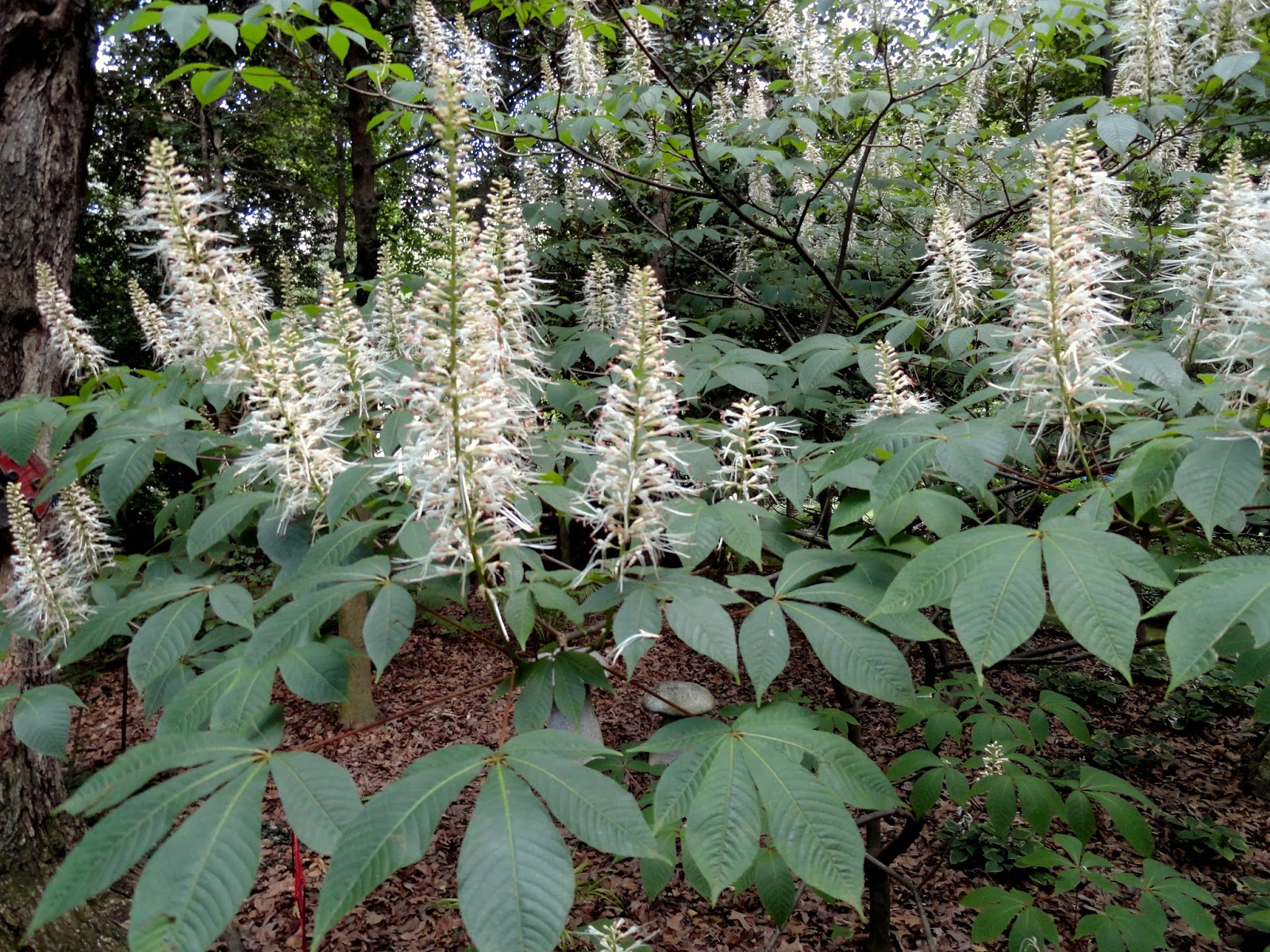 Bottlebrush Buckeye Shade Perennials Shade Garden Pollinator