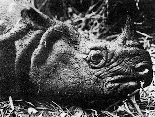 Javan gergedanı (Rhinoceros sondaicus)