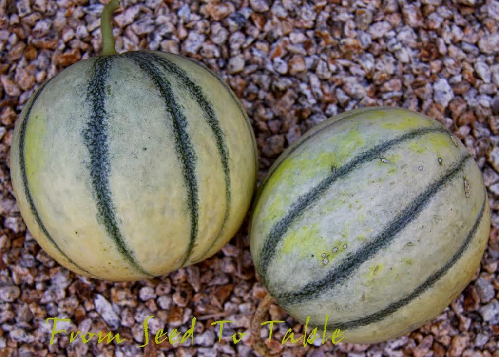 From Seed To Table Harvest Monday October 21, 2013 (Arachnophobes beware!)