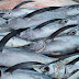 Canned Tuna Manufacturers in Indonesia