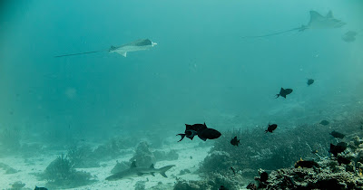 Photo of 2 eagle rays and a white tip shark at Madivaru Corner dive spot