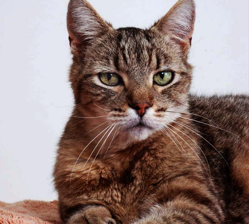 The 10 Best Types of Cat