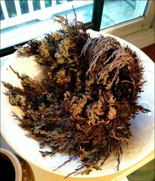 Tree of Life Meaning The Rose of Jericho Resurrection Plant
