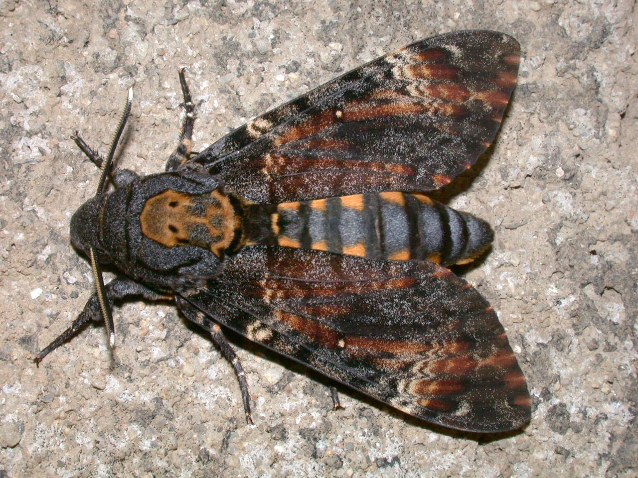French wildlife and beekeeping Deaths head hawkmoth and Great Peacock