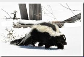 Avian Flu Diary: Report: Skunks and Rabbits Can Catch And Shed Avian Flu