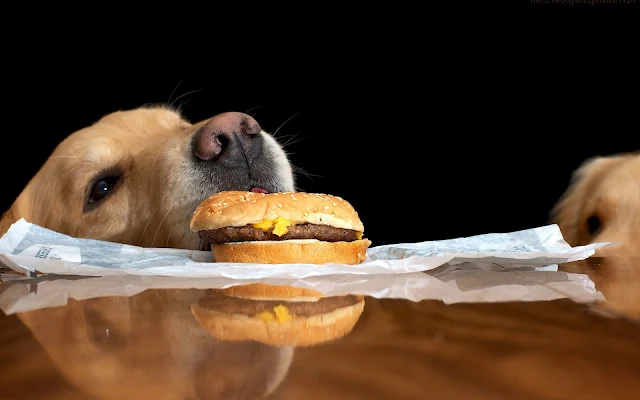 Hond pakt eten van de tafel