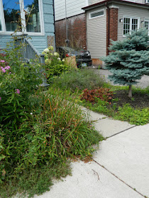 Leslieville Toronto front garden clean up before Paul Jung Gardening Services