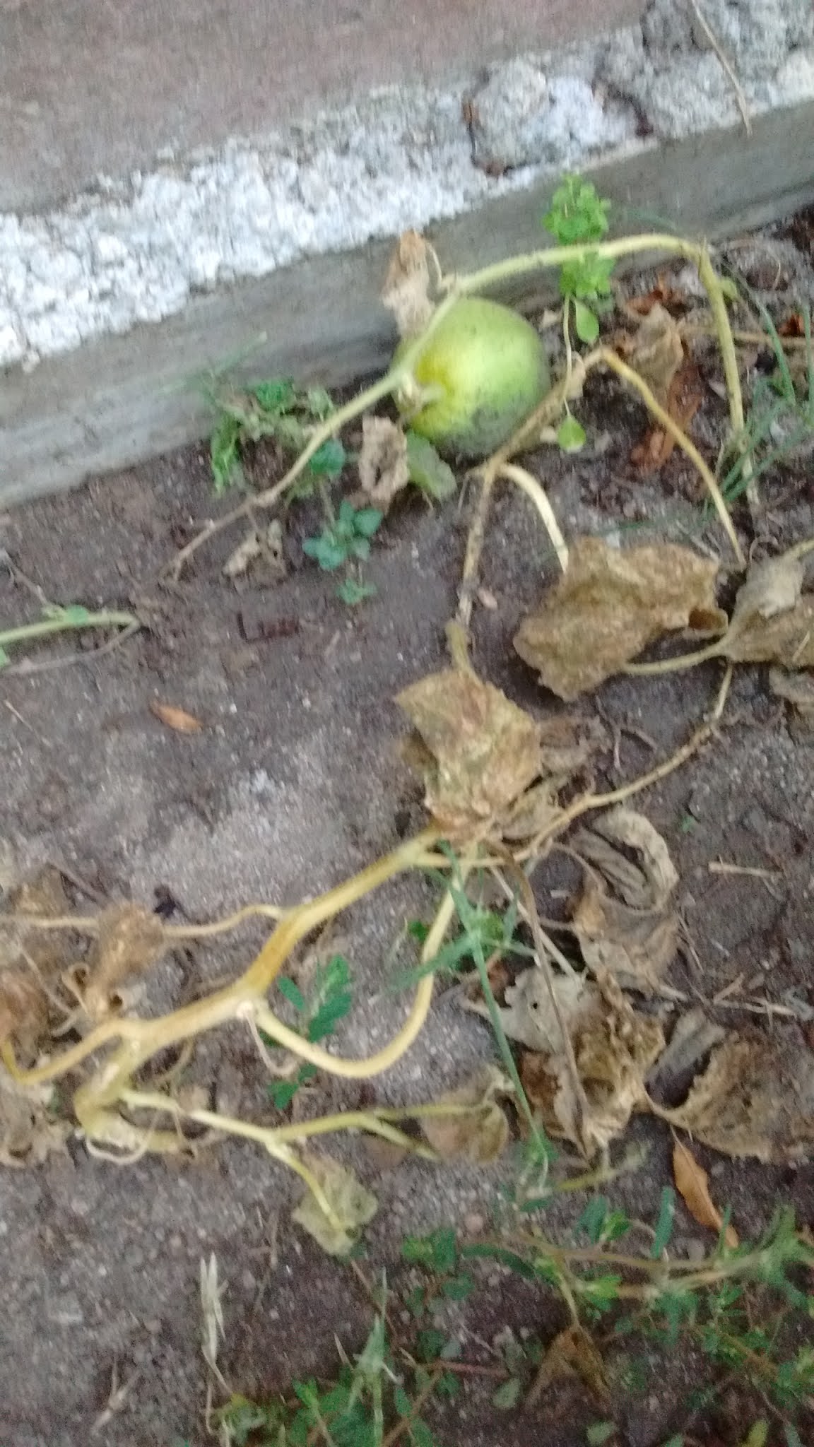 My Two Cents The Cantaloupe that Wasn't and Other Garden Tales