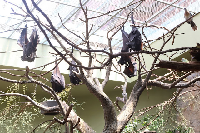 Bat Exhibit at The National Aviary