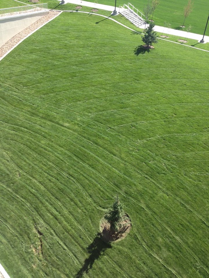 The Turf Company How to Choose the Right Type of Boise Turf Grass?