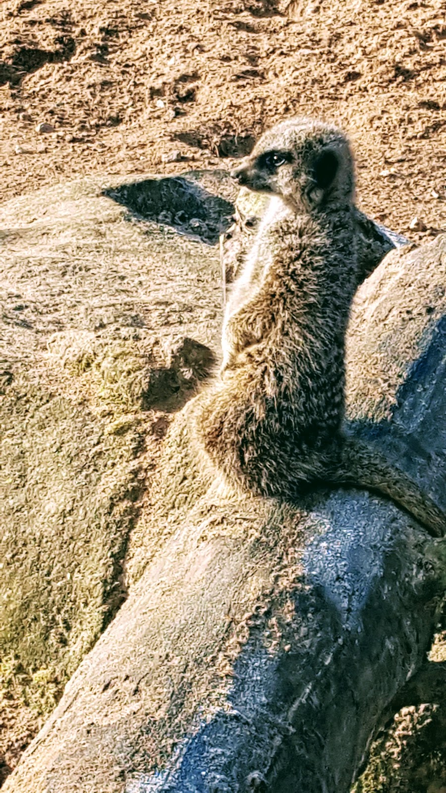 Meerkats: The Wordless or not so Wordless Wednesday Link Up!