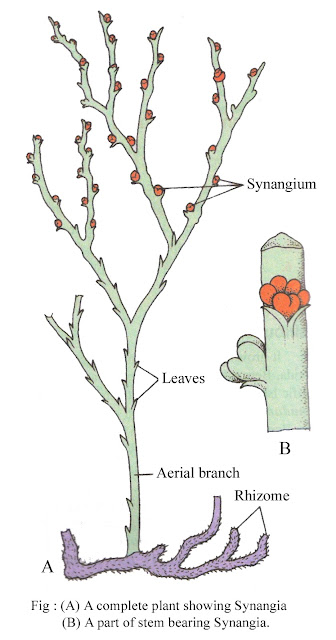 PSILOTUM - CLASSIFICATION, STRUCTURE OF SPOROPHYTE, REPRODUCTION ...