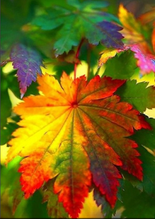 Сценарий игровой программы осенняя сказка %25D0%25BE%25D1%2581%25D0%25B5%25D0%25BD%25D1%258C2