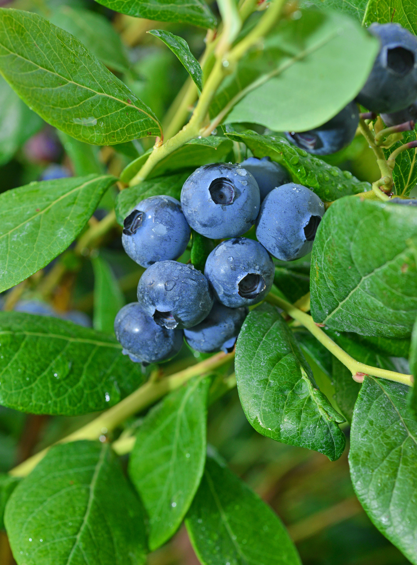 Charlotte Gan Recipe Oregon & Washington Blueberries Cheesecake NoBake