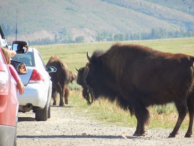 Bison Buffalo  Yellowstone Wyoming