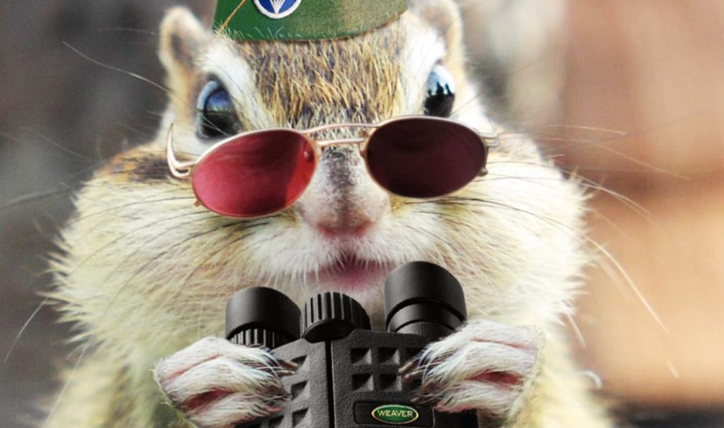 Squirrel-spy-ppcorn Squirrel-spy-ppcorn