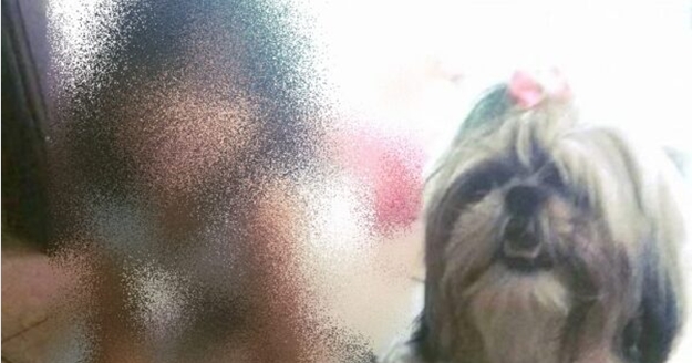 Shih Tzu morre ao salvar Criança do ataque de Pitbull