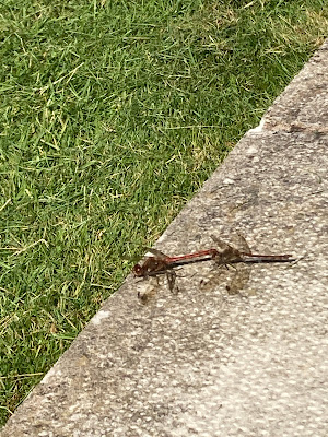 Common darter dragonflies Common darter dragonflies