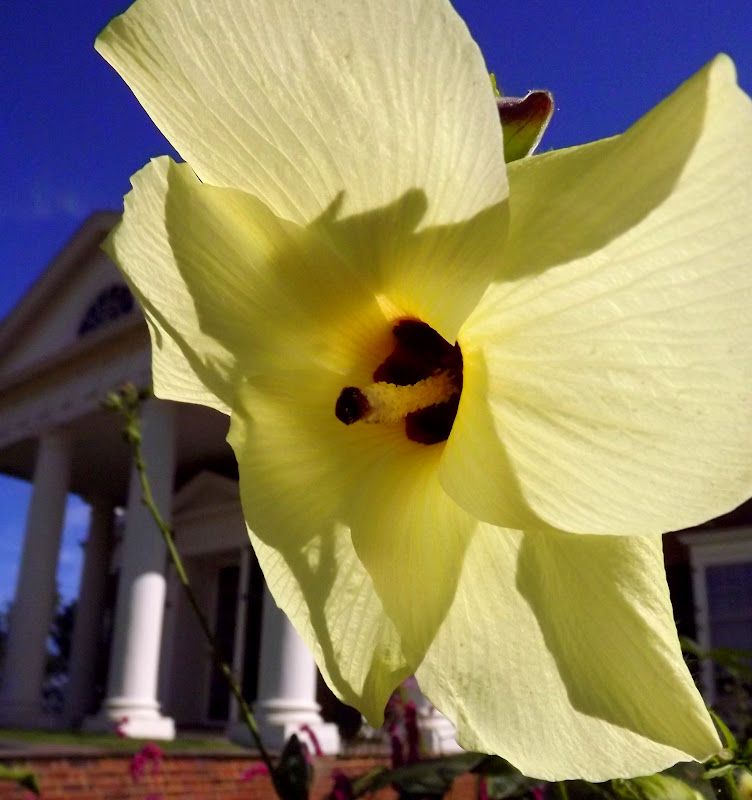 Forsythia Hill Finds Monticello Heritage Harvest Festival a Winner