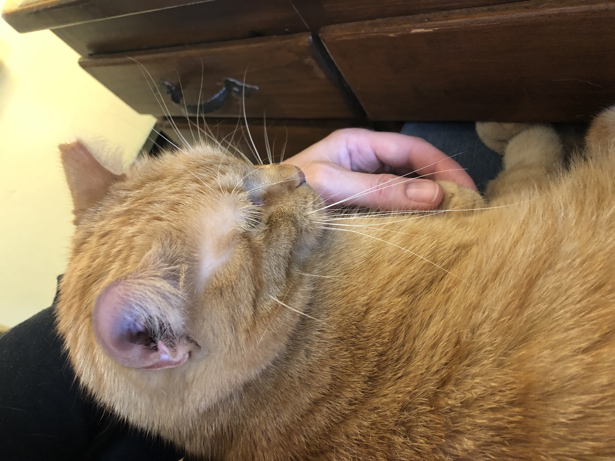 It's all about the cats! Why yes, you can touch my paws