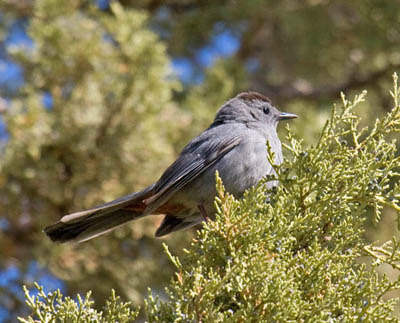 Photo of Gray Catbird in juniper Photo of Gray Catbird in juniper
