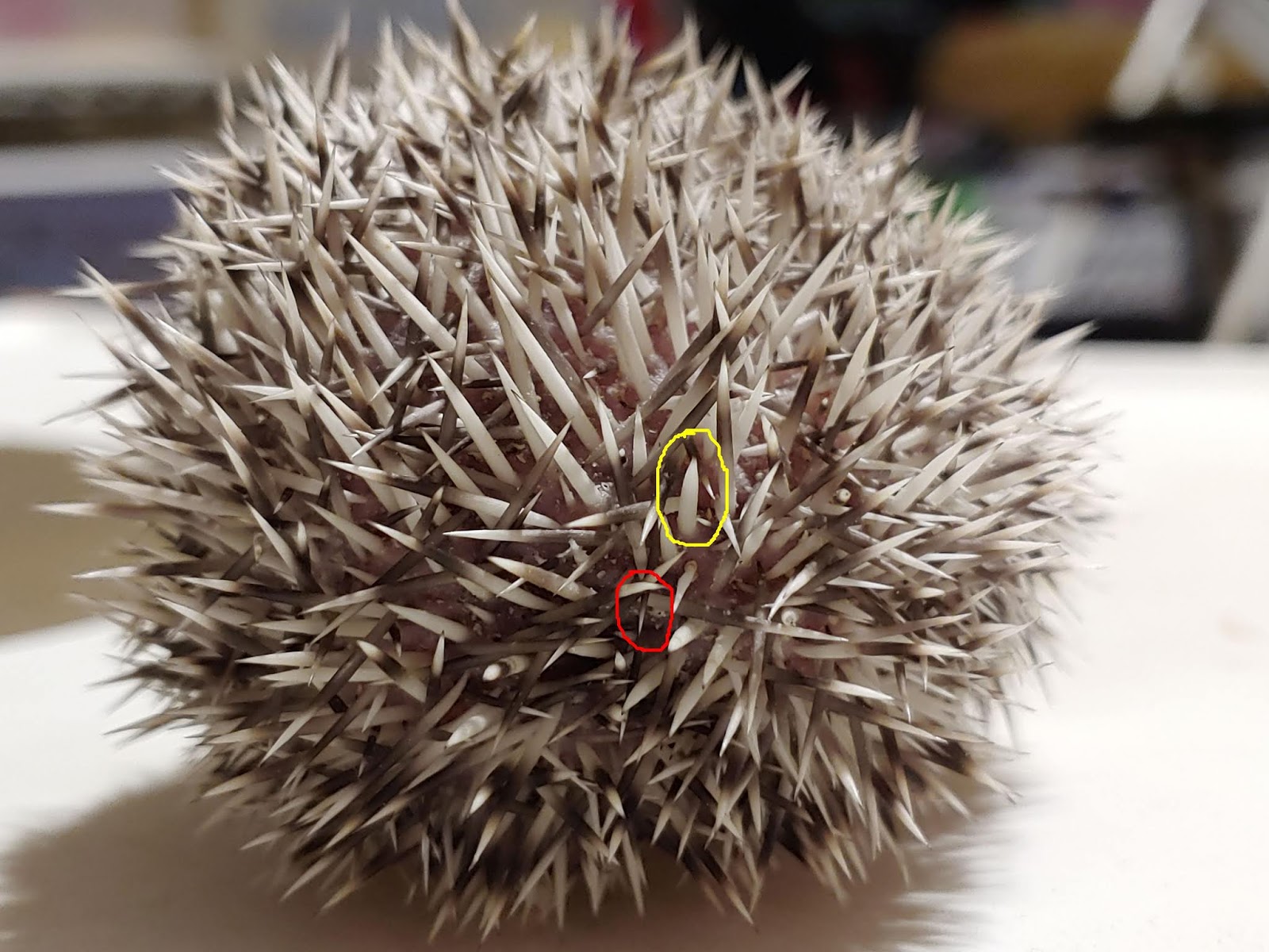 Hedgehog Valley News What is quilling?