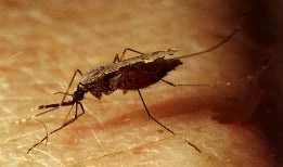 Malaria Epidemiology, Symptoms, Control Strategies, and UMS