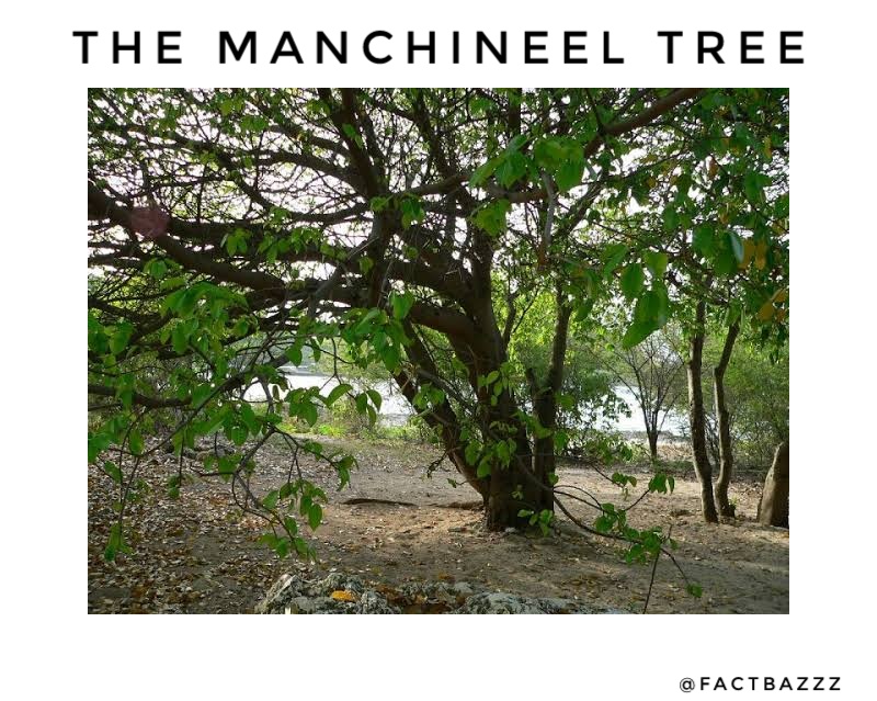 The Most Dangerous Trees In The World