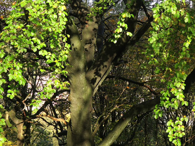 Leaf shadows on trunk of tree in Autumn. 2nd November 2020. Leaf shadows on trunk of tree in Autumn. 2nd November 2020.