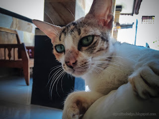 Beautiful Mother Cat Eyes Looking At Something On The House Floor North Bali Indonesia