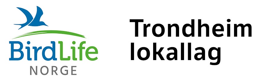 Birdlife Norge Trondheim lokallag