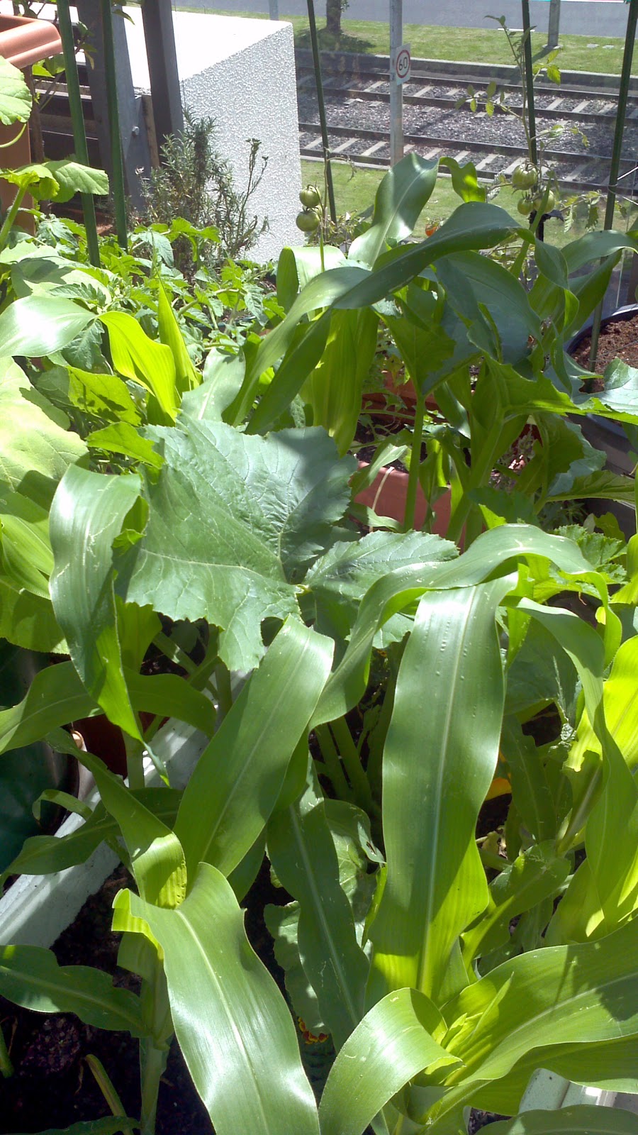 totally inept balcony gardener How to grow corn on a balcony