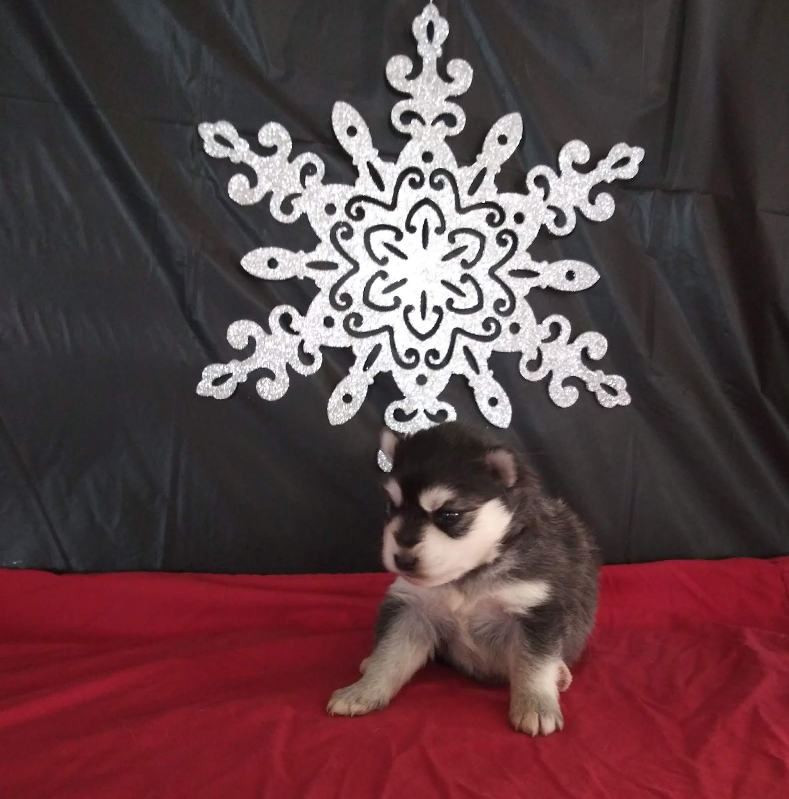 Available Black & White Female Miniature Siberian Husky Miniature