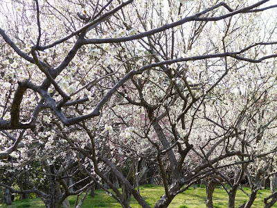 山田池公園 梅林の梅