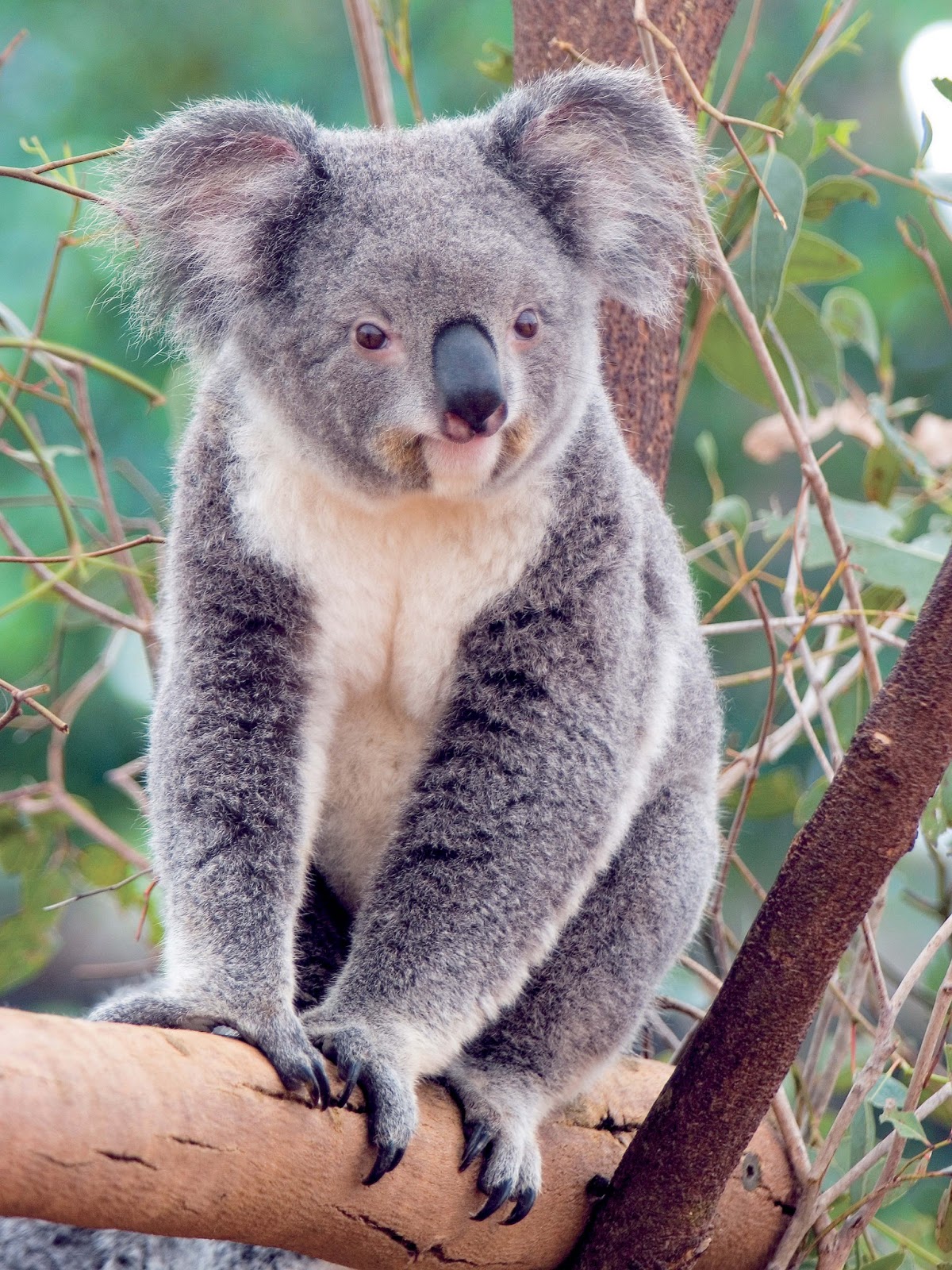 Koala Pictures 58