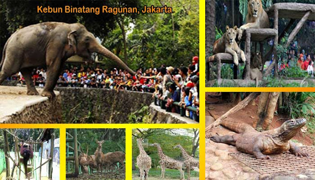  Kebun Binatang Ragunan Di Jakarta