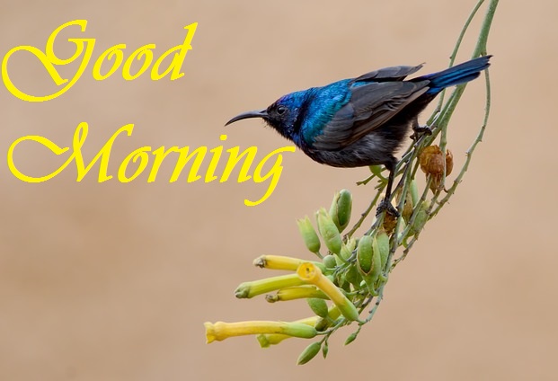 Good Morning Bird